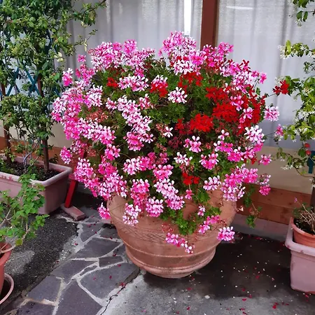 I Coppi 3* San Gimignano