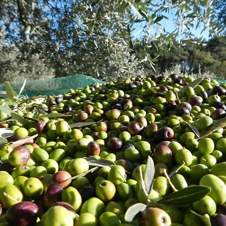 Alojamento de Acomodação e Pequeno-almoço I Coppi San Gimignano